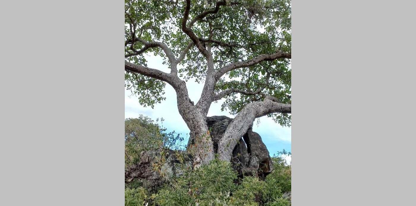 By Turning Themselves to Stone, These Remarkable Fig Trees Sequester CO2 Far Longer Than Normal