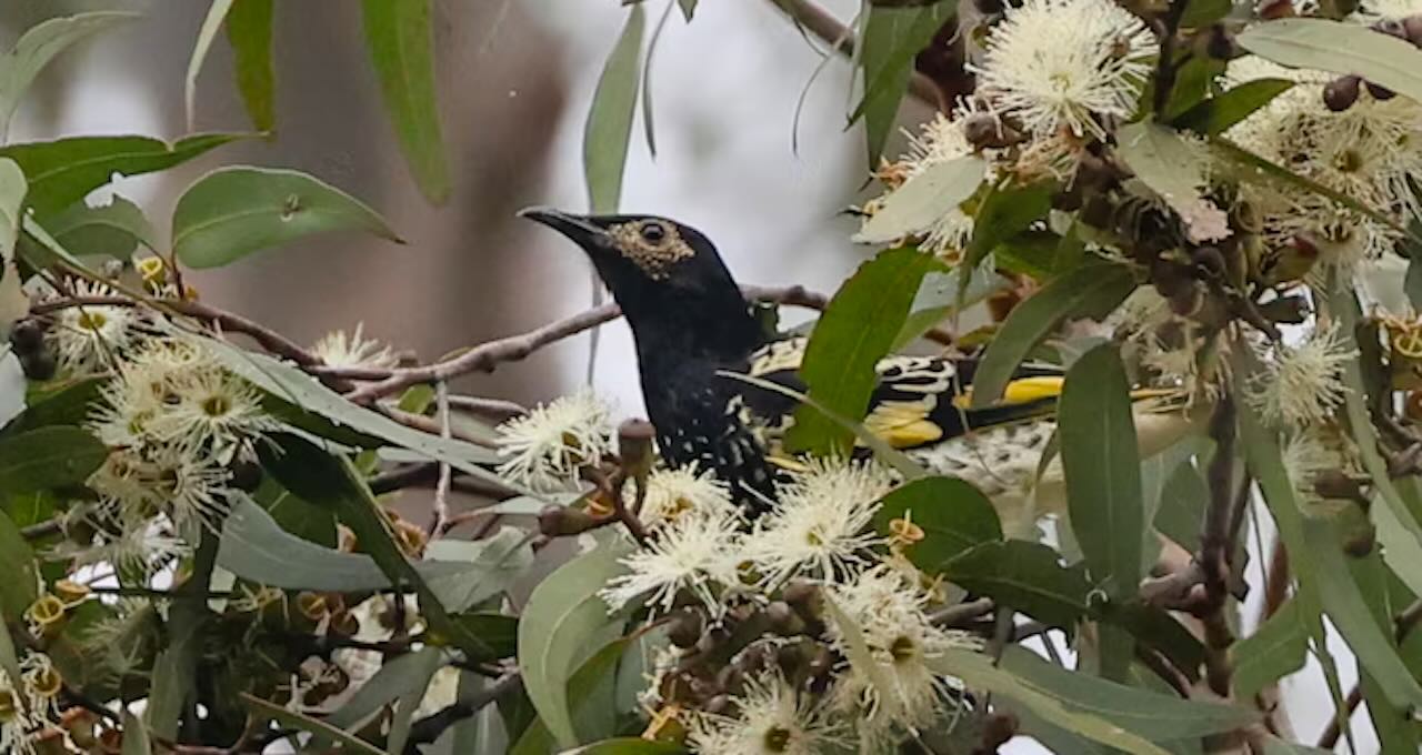 A Mass Blossoming Is Occurring in Wake of Floods to Feed Honeyeater Birds in Australia Where Just 300 Remain