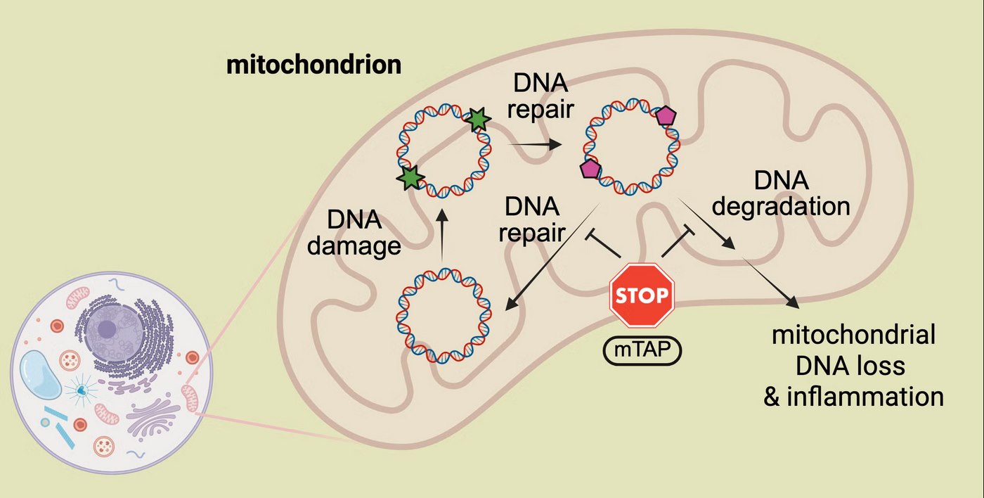 Chemical Shield Stops DNA Damage from Triggering Disease–’A Paradigm Shift’