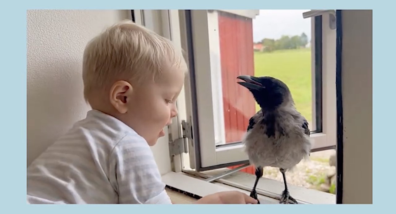 Rescued Crow Is Boy’s Best Friend, Waiting for Him to Get Home from School Every Day: ‘We’re his flock’