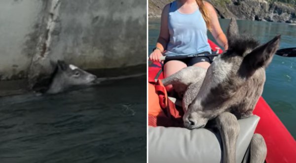 Teen Kayakers Rescue Baby Horse From Rushing River In Alberta