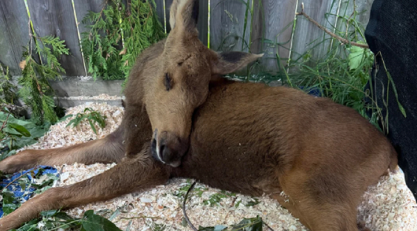 Abandoned And Blind, This Baby Moose’s Journey Is Melting Hearts Across Canada