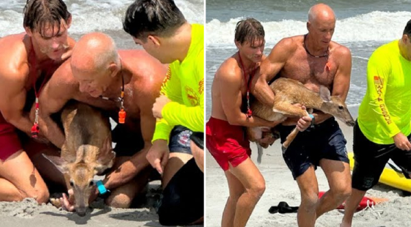 We Save Lives: Florida Lifeguards Rescue Deer Struggling In Ocean