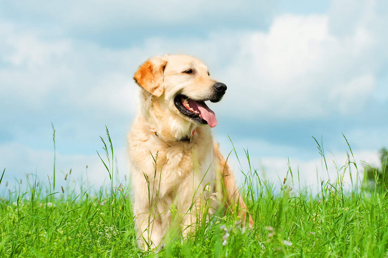 From ‘sniff-aris’ to puzzle feeders: 10 tips to keep your dog thriving