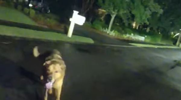 Watch: Hero Dog Leads Deputy To Missing Woman