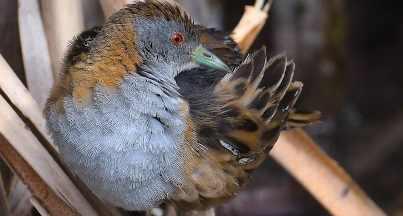 A Melbourne Sewage Farm Has Become a Haven for 300 Species of Birds