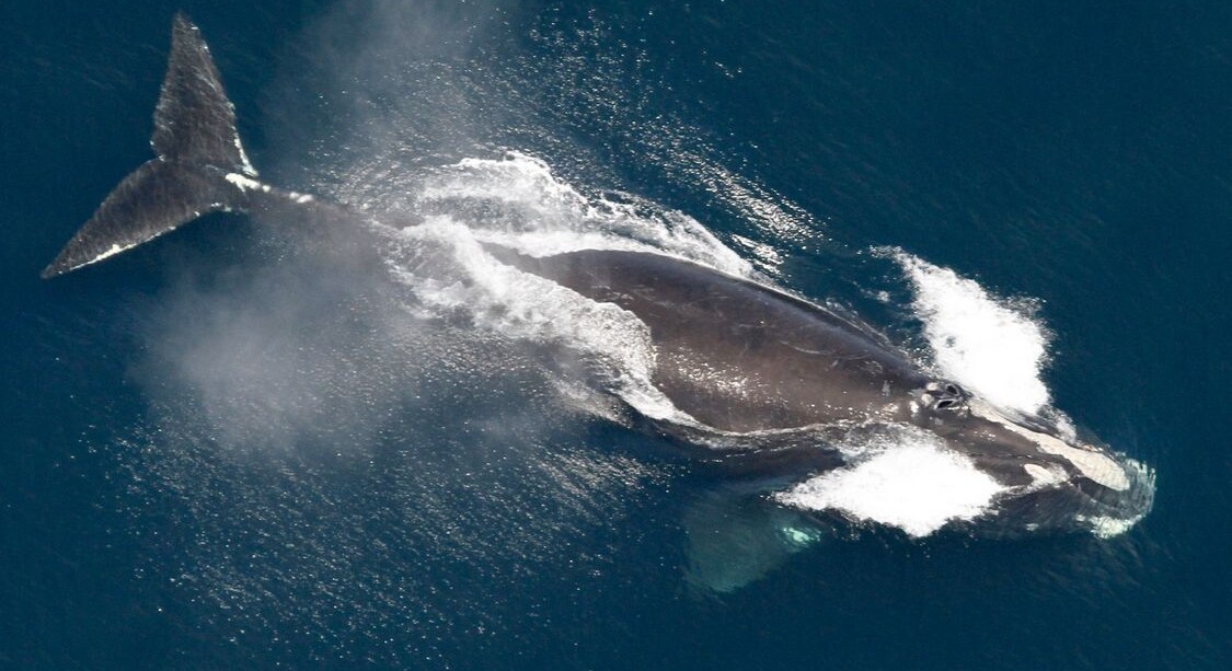 Endangered North Atlantic Right Whale Population Is Slowly Increasing, Scientists Say