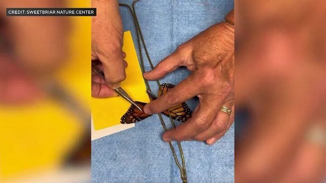 Emergency Butterfly Wing Transplant Is a Success Watched by Millions on Social Media