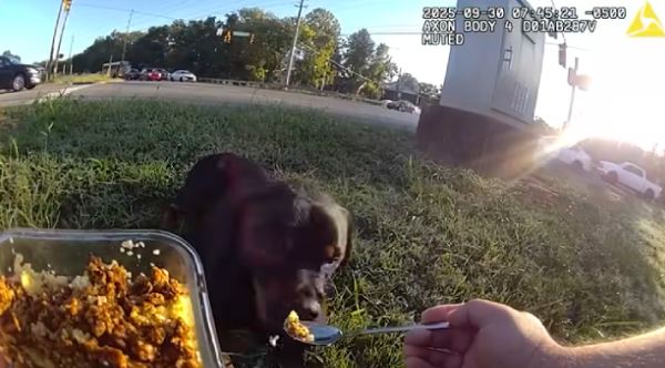 Officer Stays Two Hours With Injured Dog, Shares His Lunch