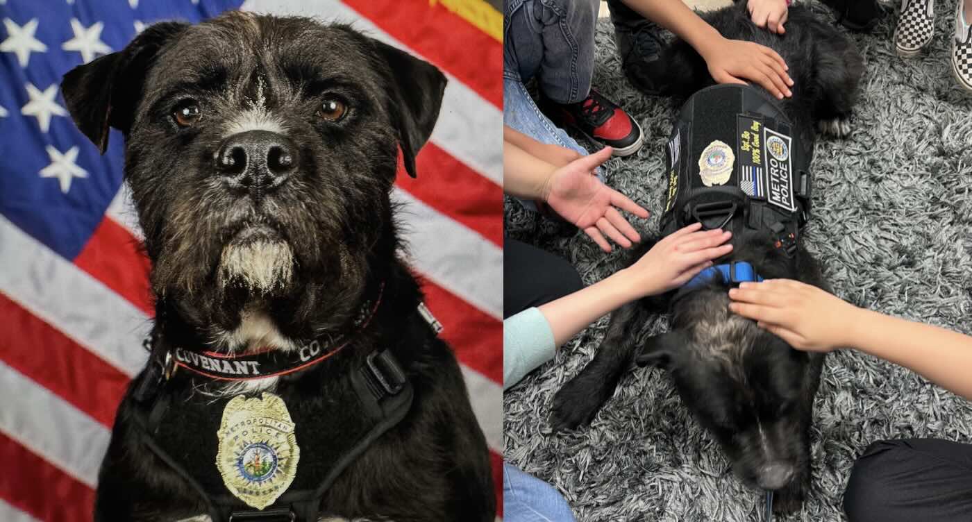 Stray Pooch Just Won 2025 Hero Dog Award for Soothing Families After School Shooting