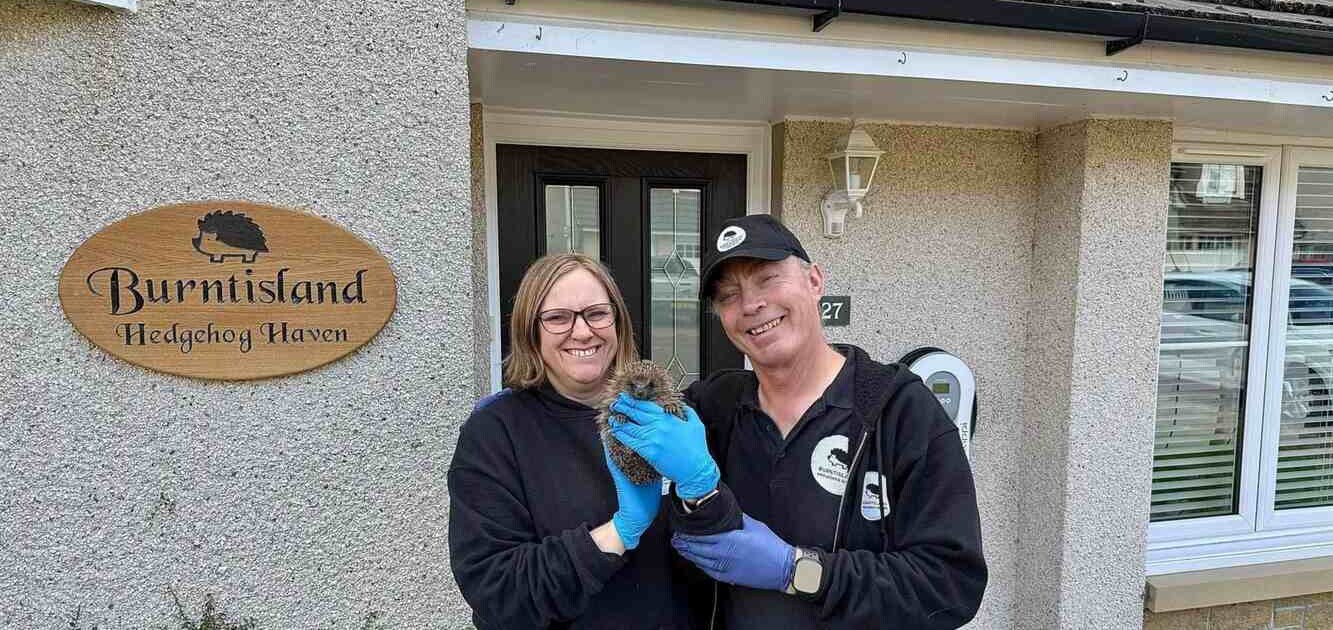 Couple Converts Their Home into ‘Hedgehog Haven’ to Rehabilitate Over 500 Spiky Critters