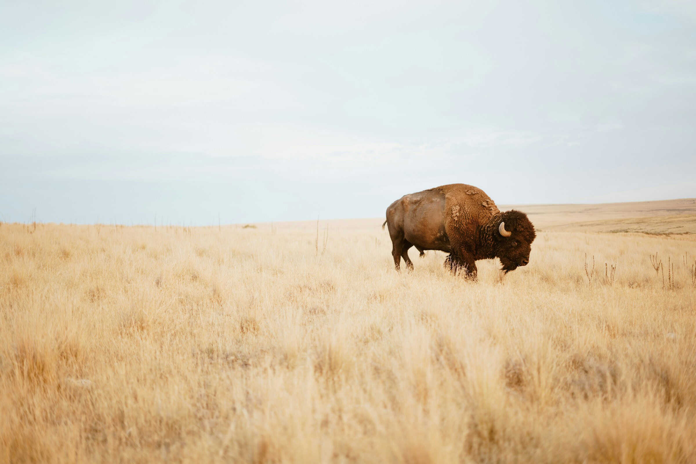 How bison ‘reawakened’ the world’s oldest national park