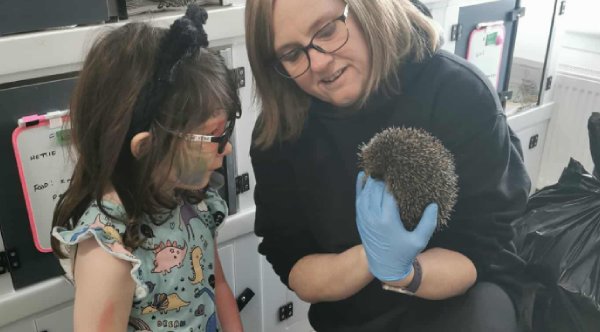 Couple Turns Their Home Into A Hedgehog Hospital – Complete With A Maternity Ward And and#039;Hogbulancesand#039;