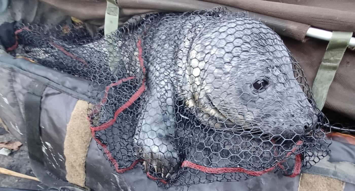 Lost Grey Seal Pup Rescued After Being Netted by Fisherman 20 Miles Away