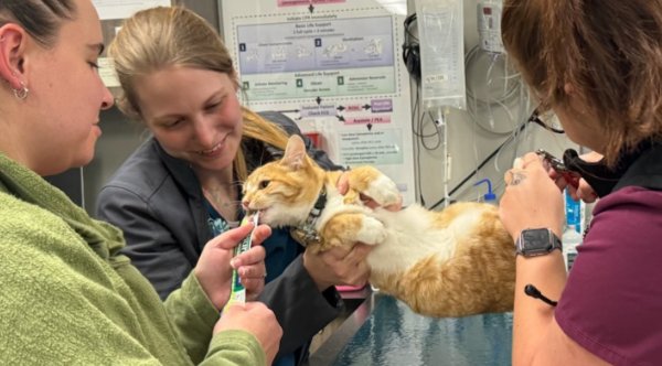 Anonymous Donor Pays Emergency Vet Bills For Pets On Christmas