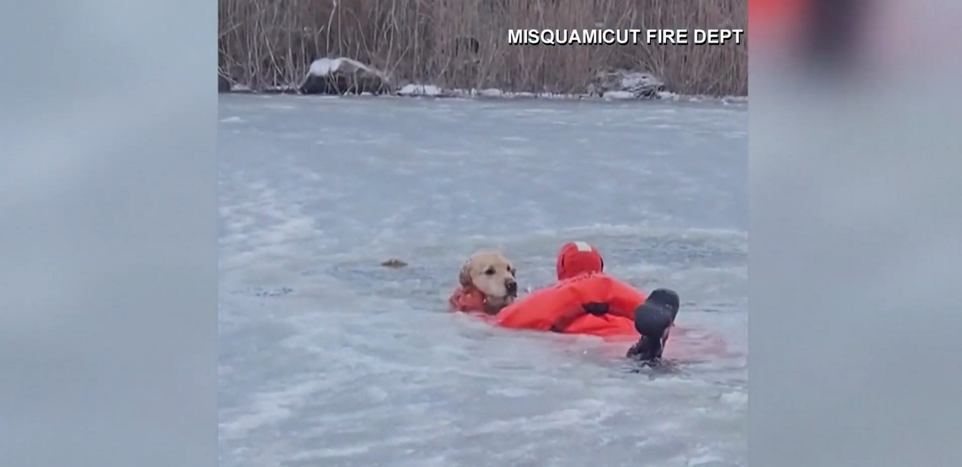 Naughty Golden Retriever Rescued After Falling Through Frozen Pond–No Bones for a Month