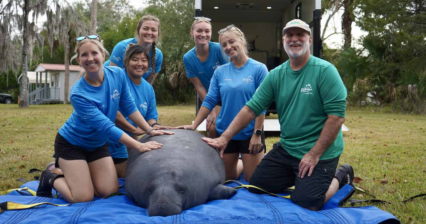 ZooTampa Released 26 Rehabilitated Manatees Back into Florida Waters in 2025–the Most on Record