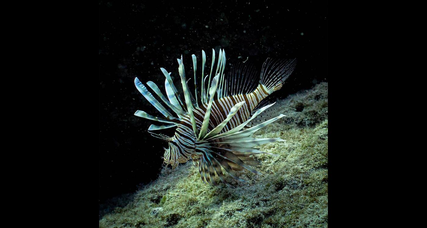 If You Can’t Beat ‘Em, Eat ‘Em: Ecologists Combat Invasive Lionfish with Local Cuisine