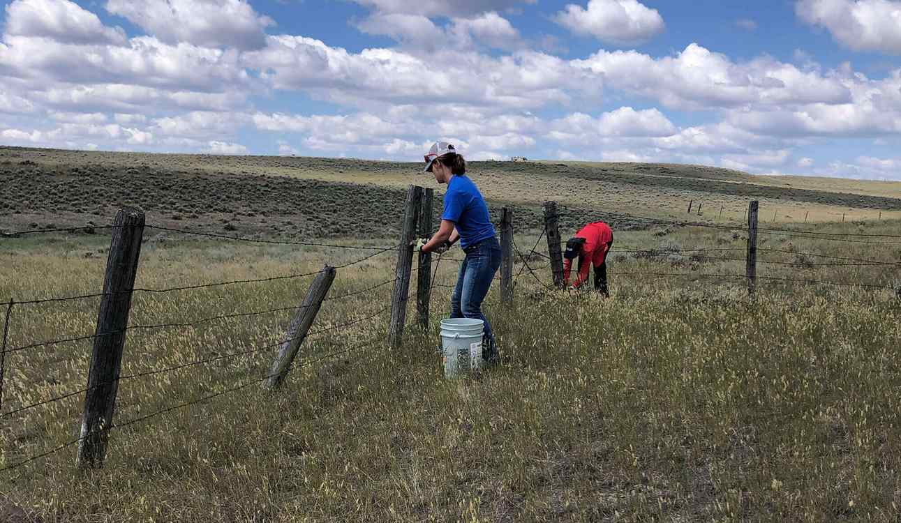 100 Miles of Derelict Fencing Removed by Rewilders Across the Great Plains in Montana