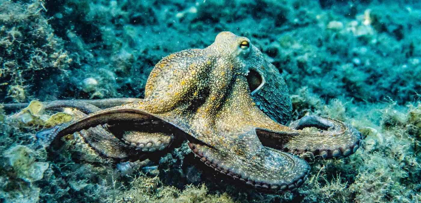 2025 Was ‘Year of the Octopus’ Says UK Wildlife Trust, Amid Record Cephalopod Sightings